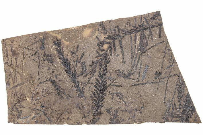 Metasequoia Fossil Plate - McAbee Fossil Beds, BC #213225